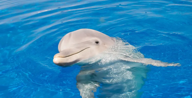 Common bottlenose dolphin