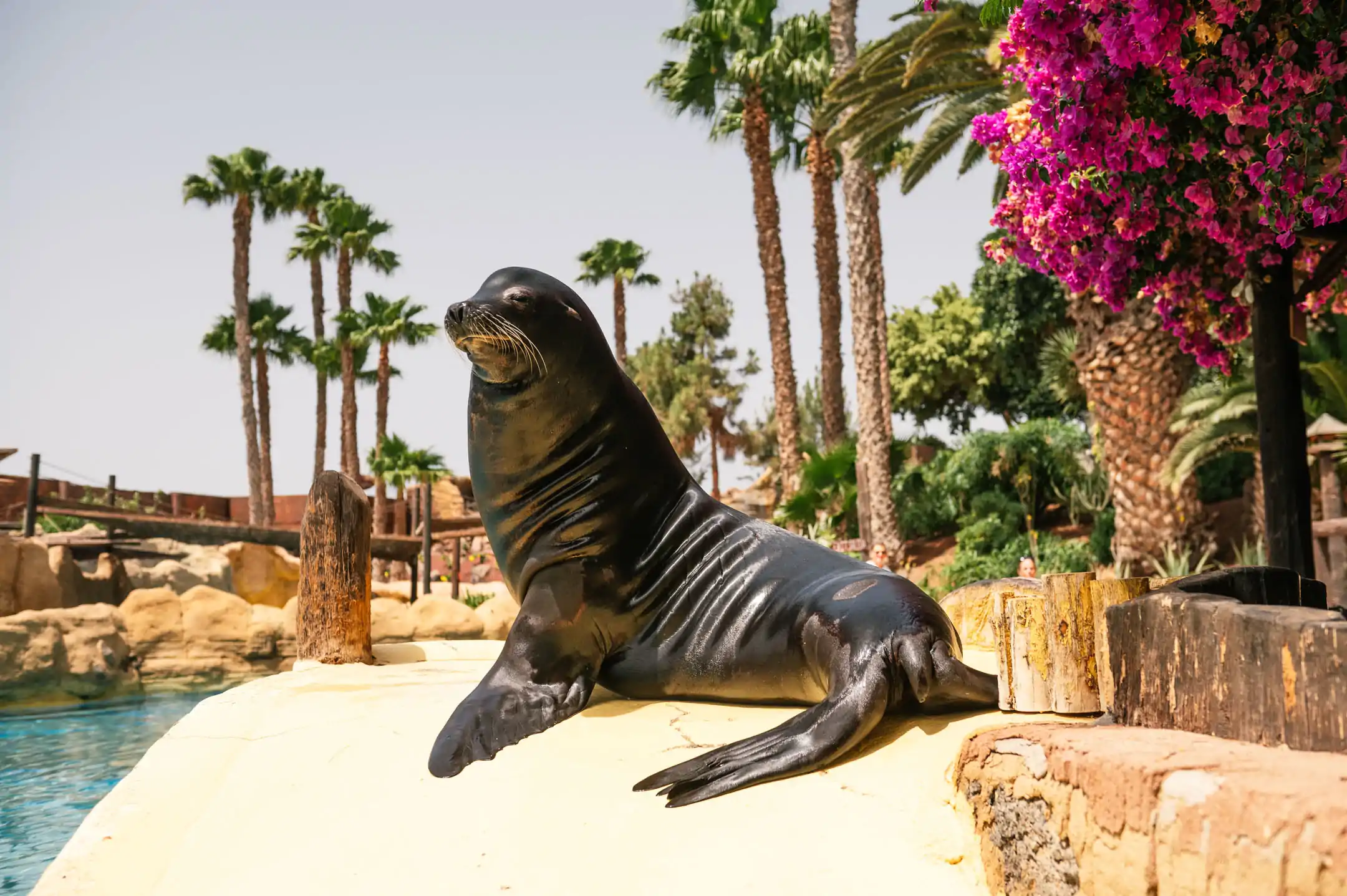 California Sea Lion