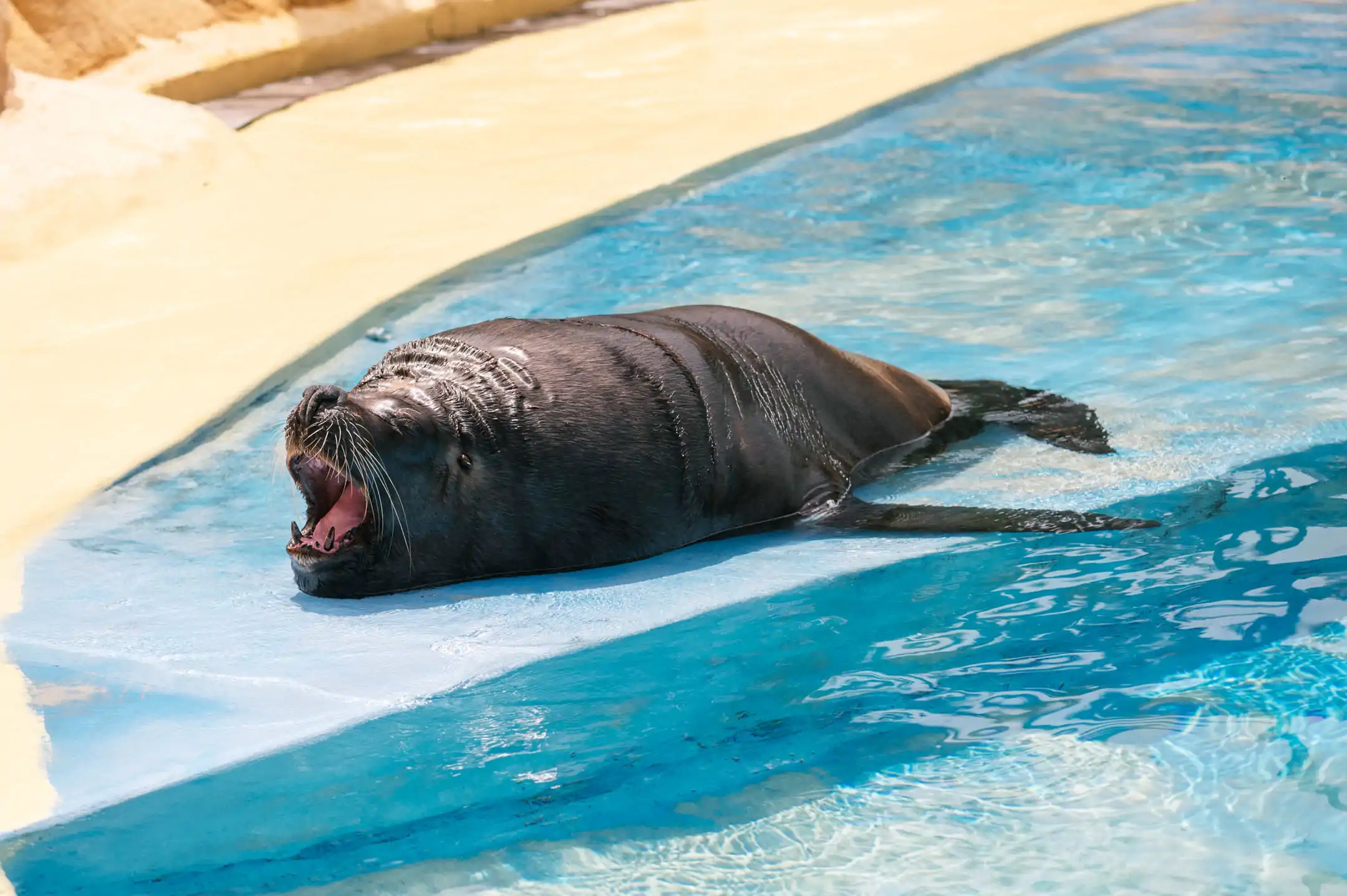 South American or Patagonian Sea Lion