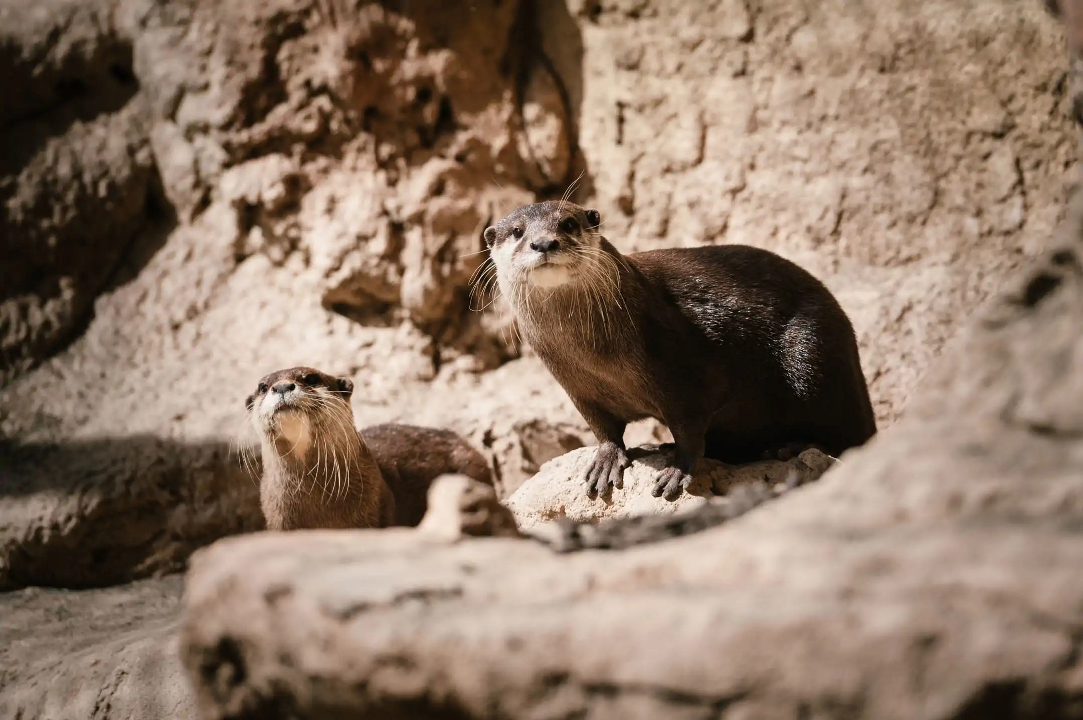 Asian Small-clawed Otter