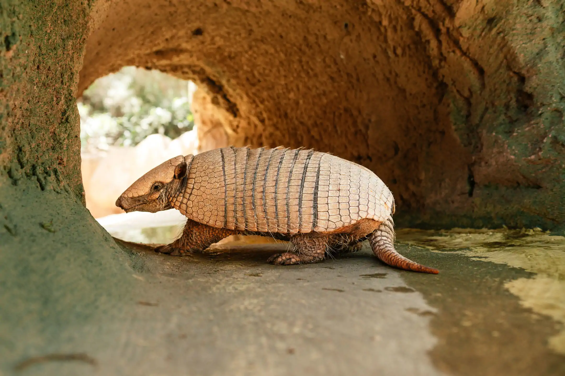 Armadillo de seis bandas