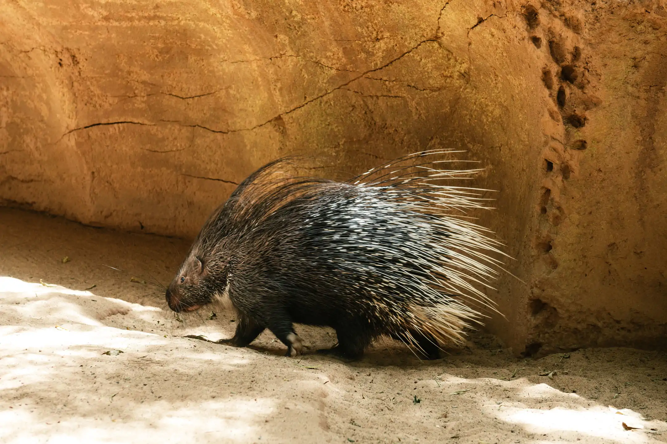 The crested porcupine