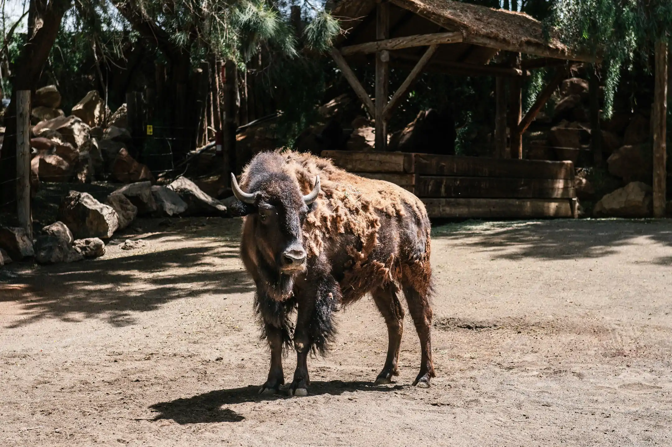 American Bison