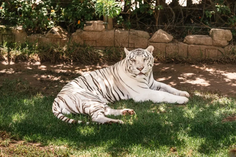 White Tiger