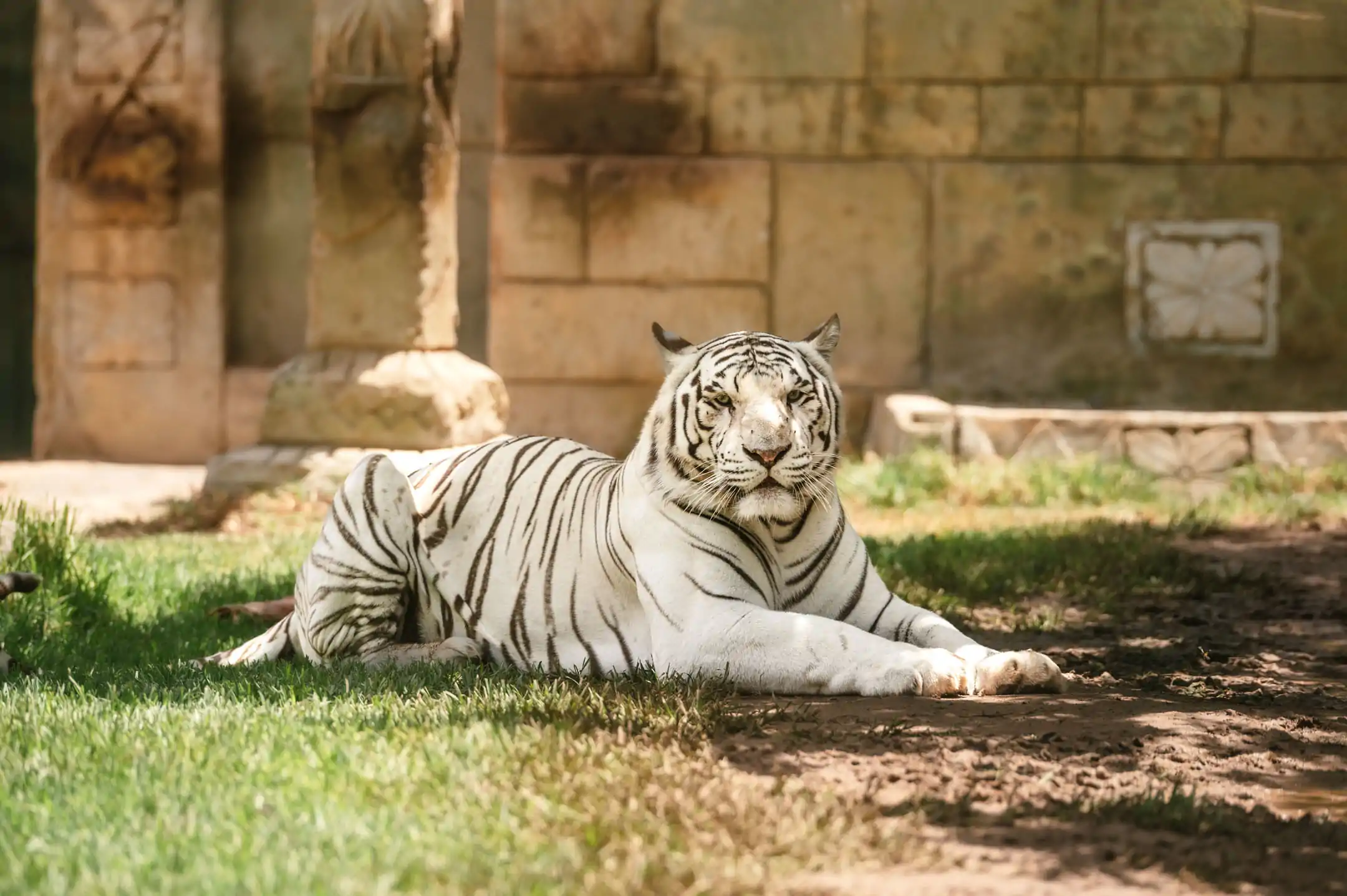 Tigre blanco