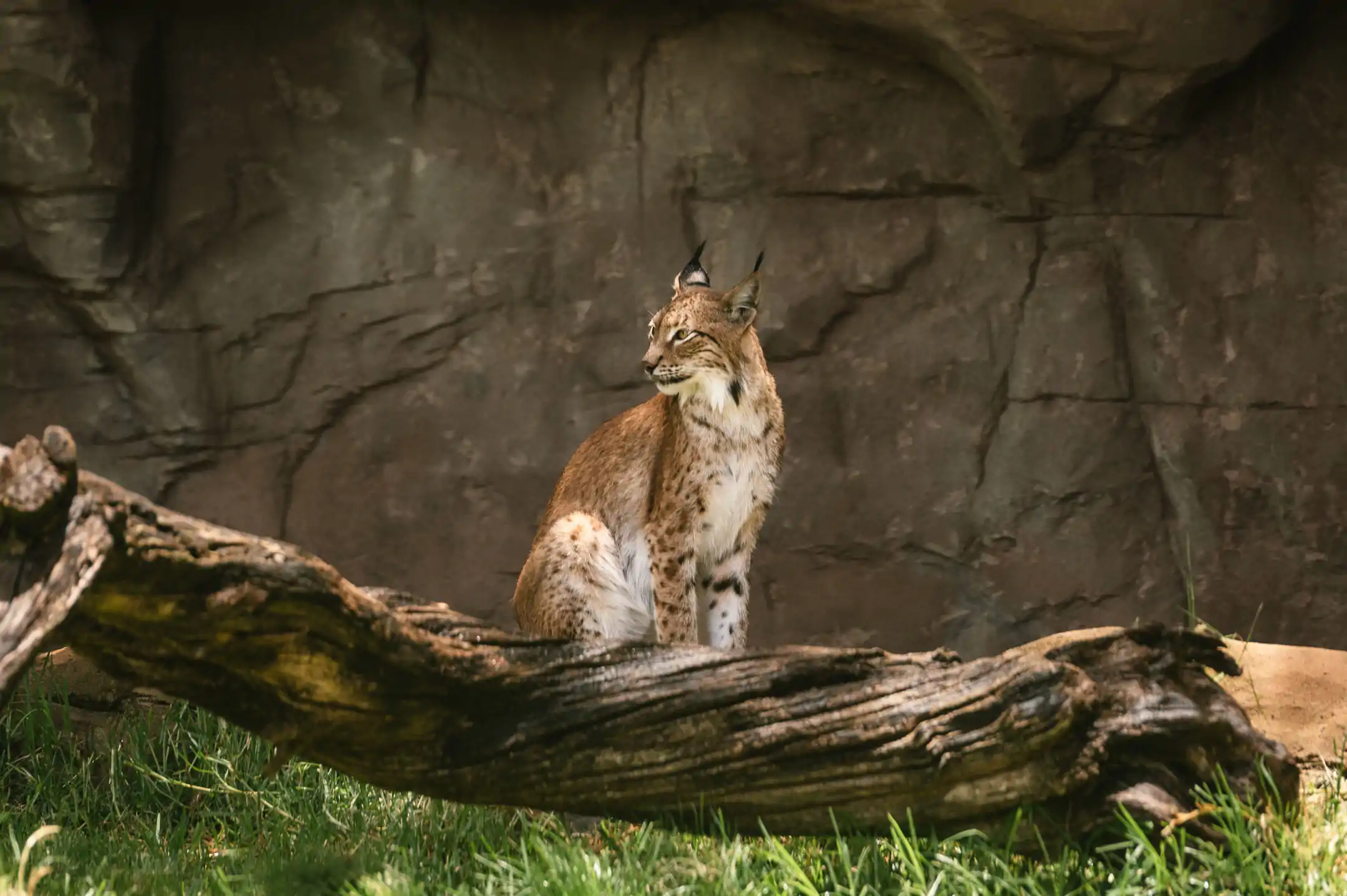 Eurasian lynx