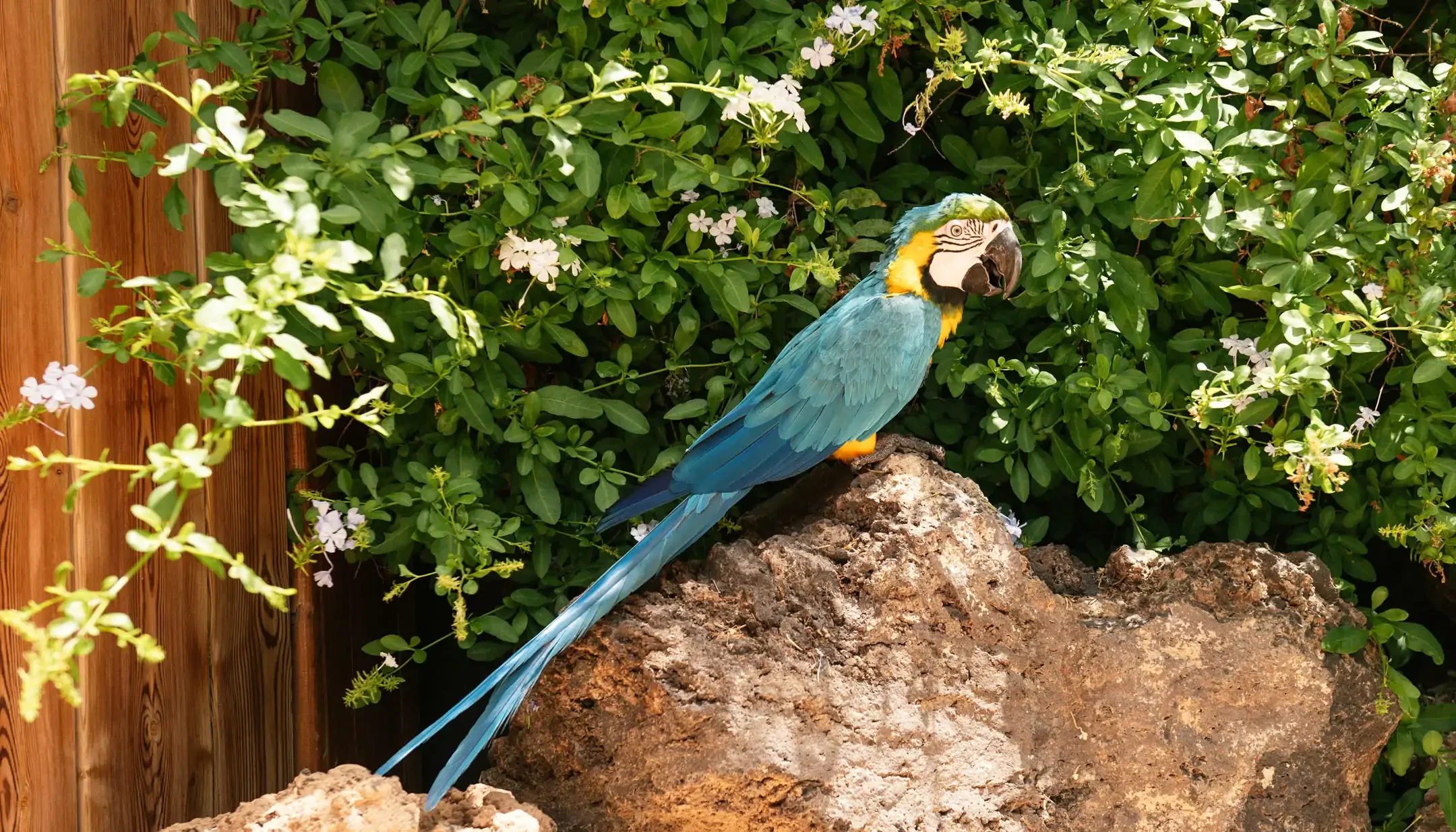 Guacamayo azul y amarillo