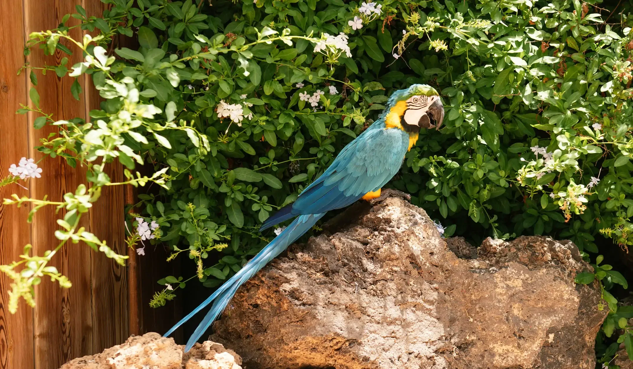 Blue and Yellow Macaw