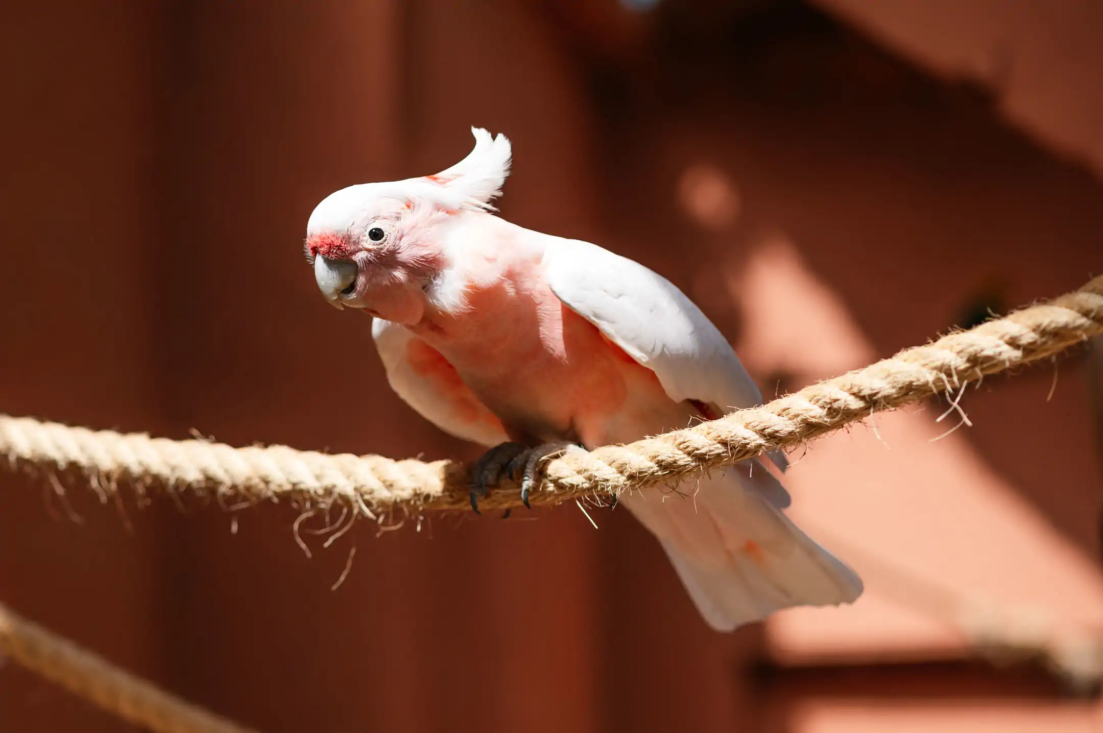 The pink cockatoo