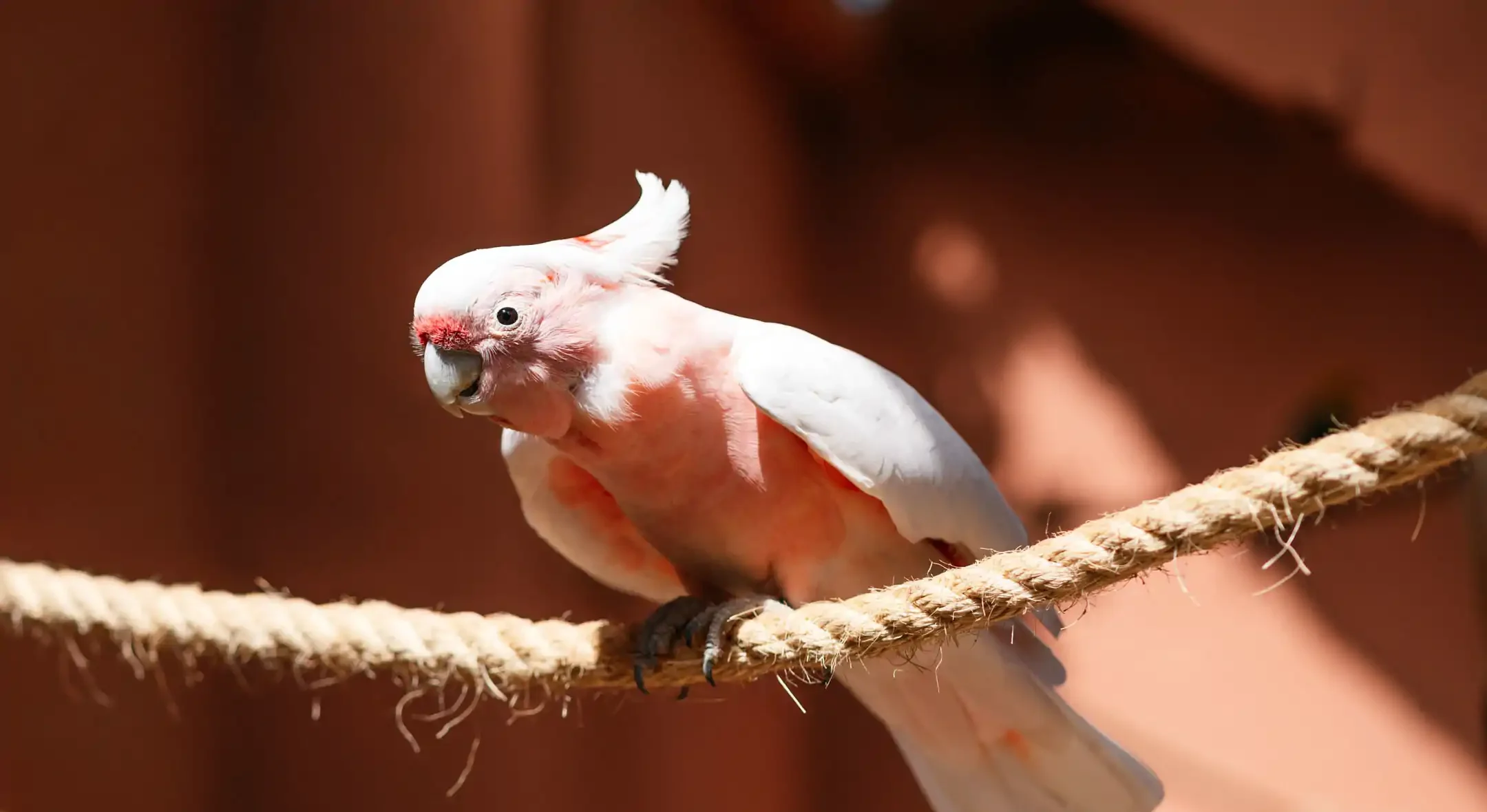 Cacatúa inca