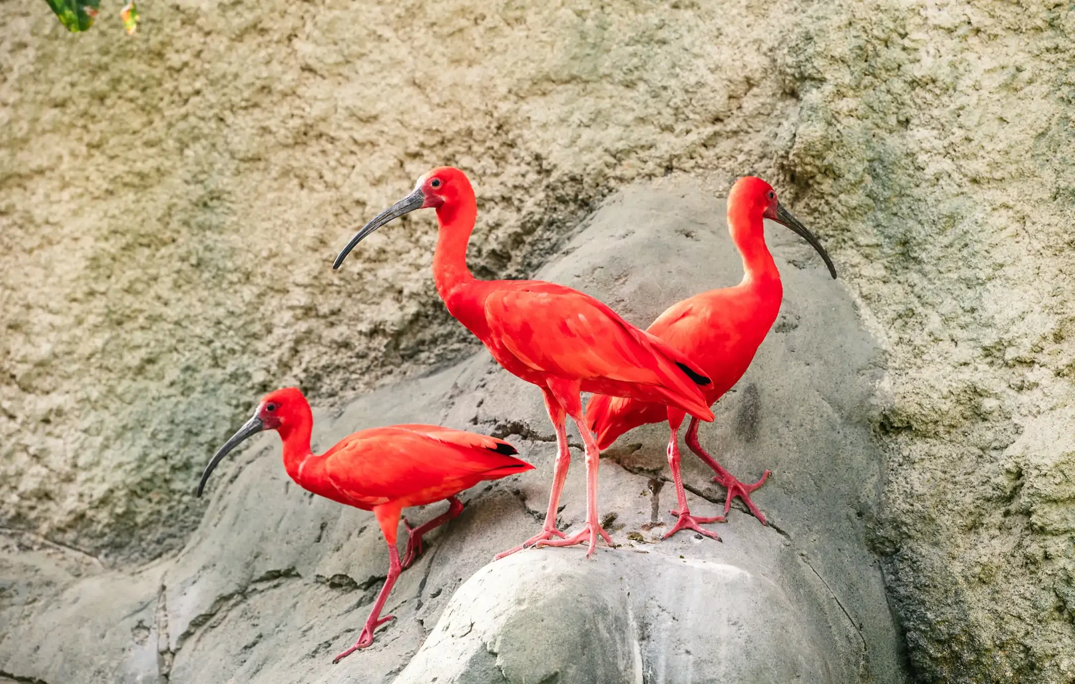 The scarlet ibis