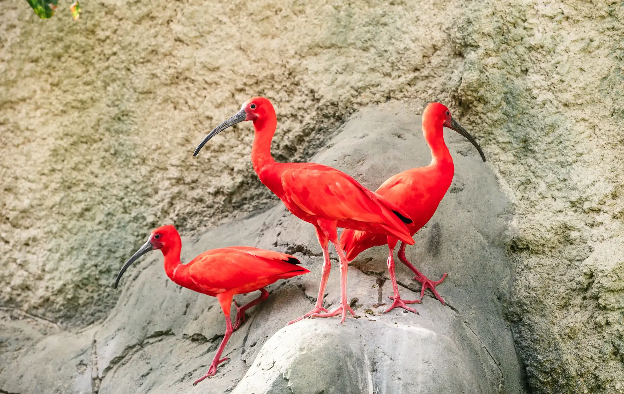 Ibis Escarlata