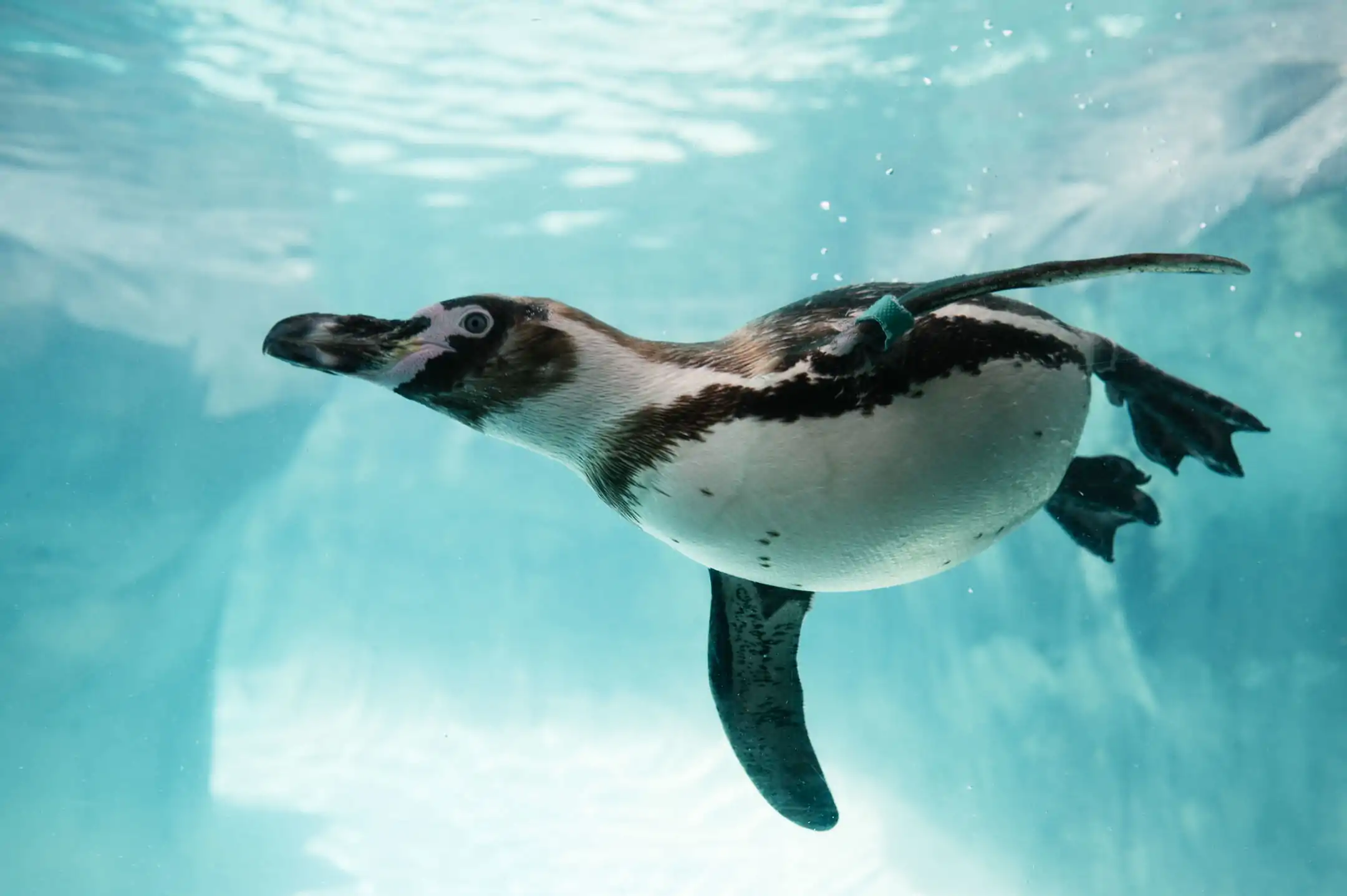 The Humboldt penguin