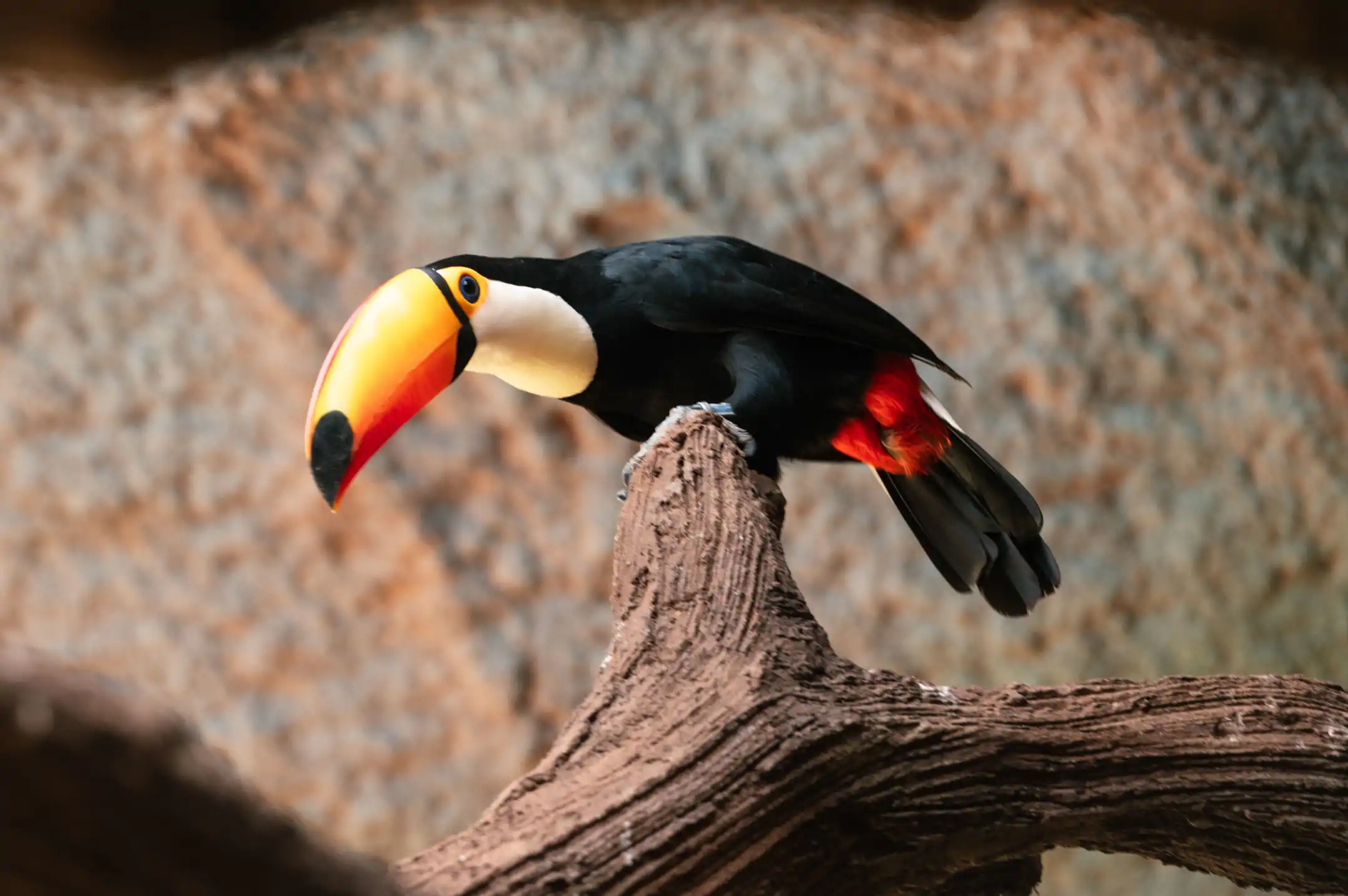 Toco Toucan