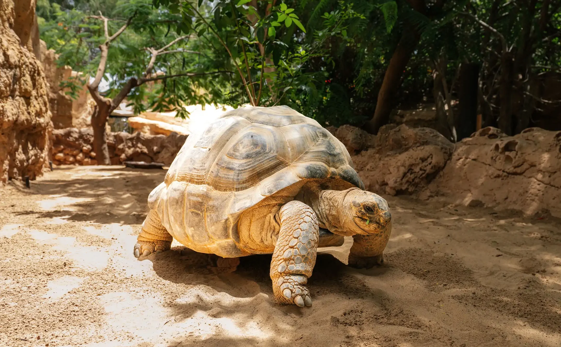 Tortuga gigante de Aldabra