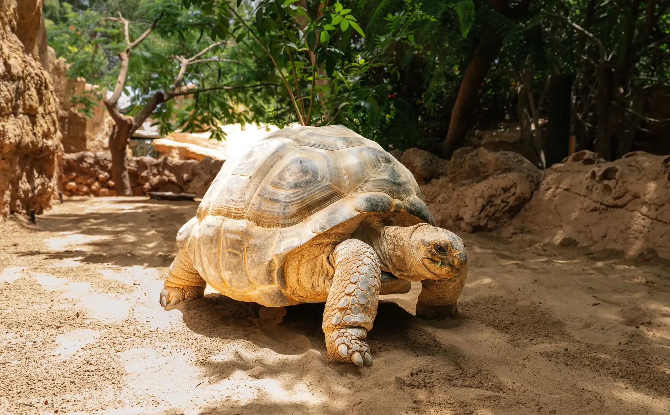 Aldabra Giant Tortoise