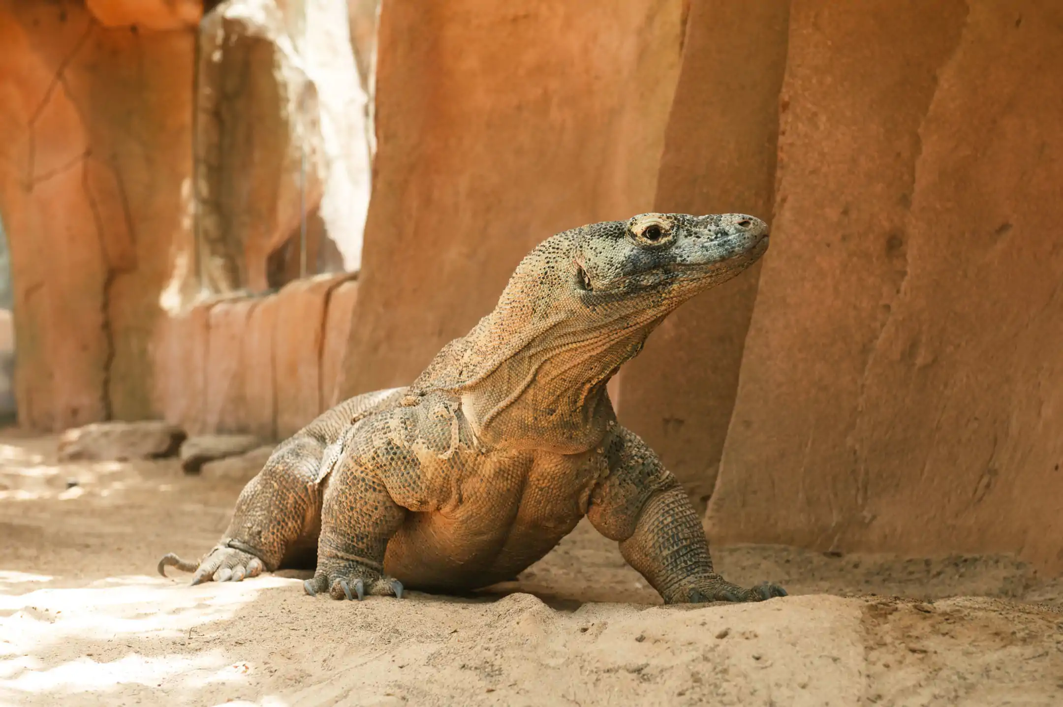 Komodo Dragon