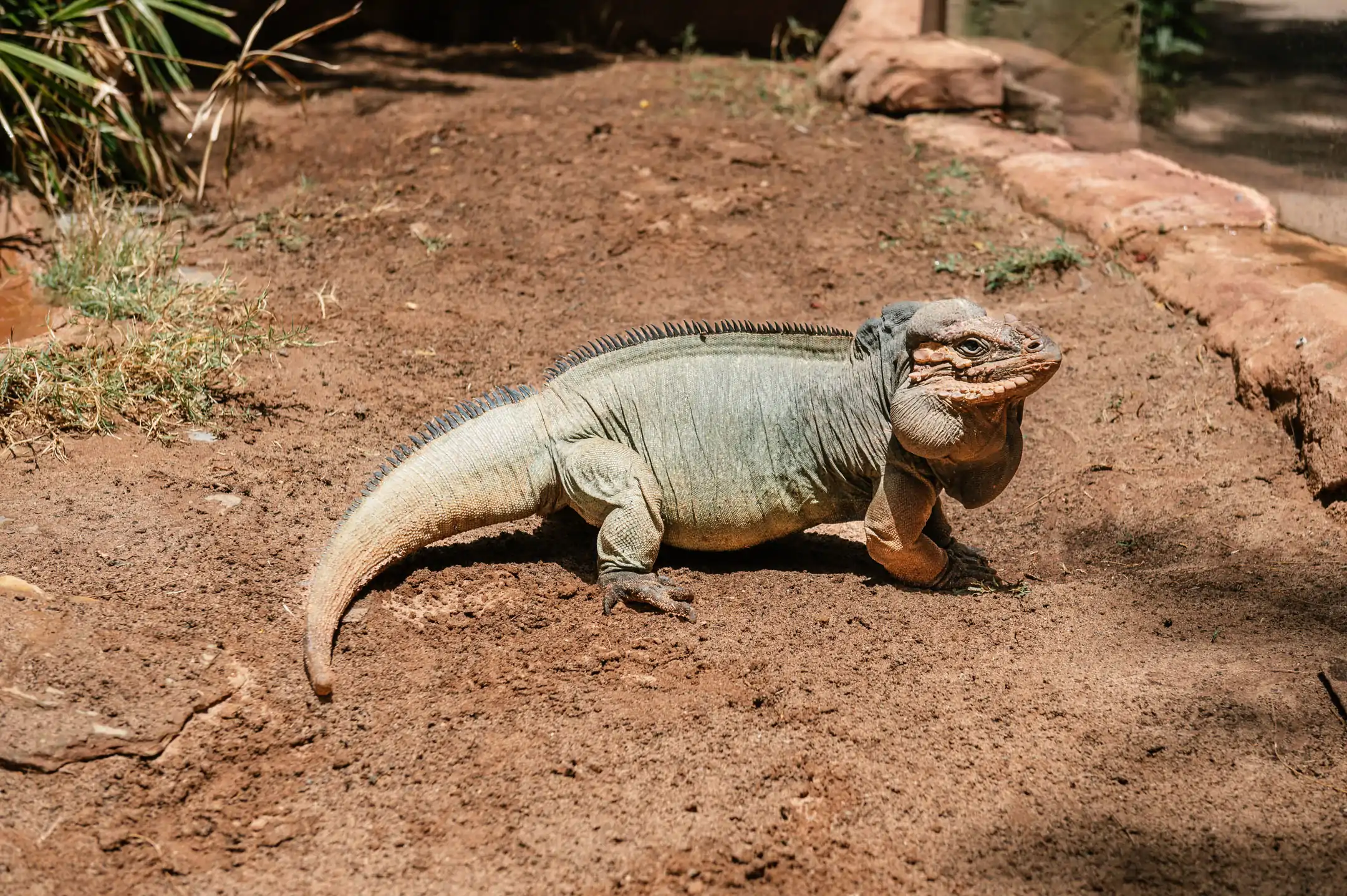 The rhinoceros iguana