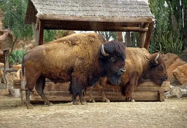 Bisonte americano