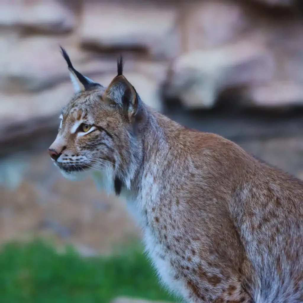 Eurasian lynx - Rancho Texas