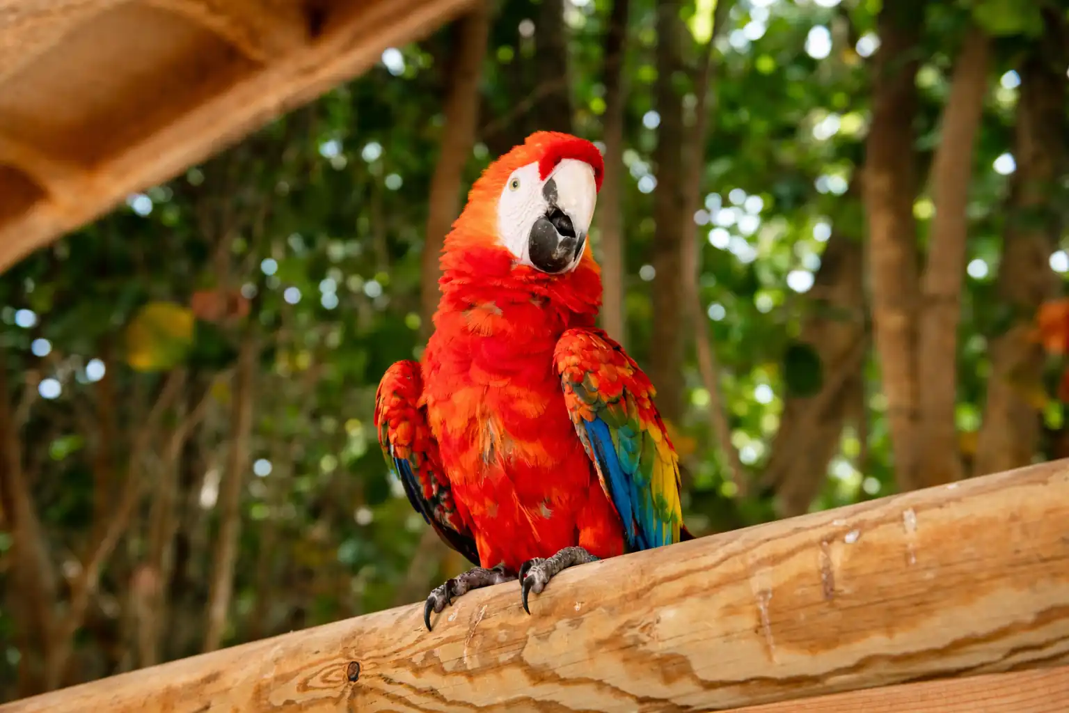 The scarlet macaw