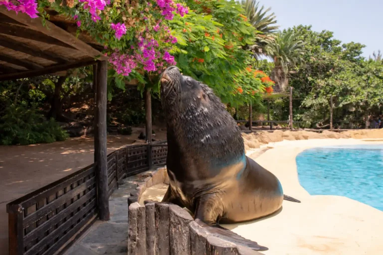 South American or Patagonian Sea Lion