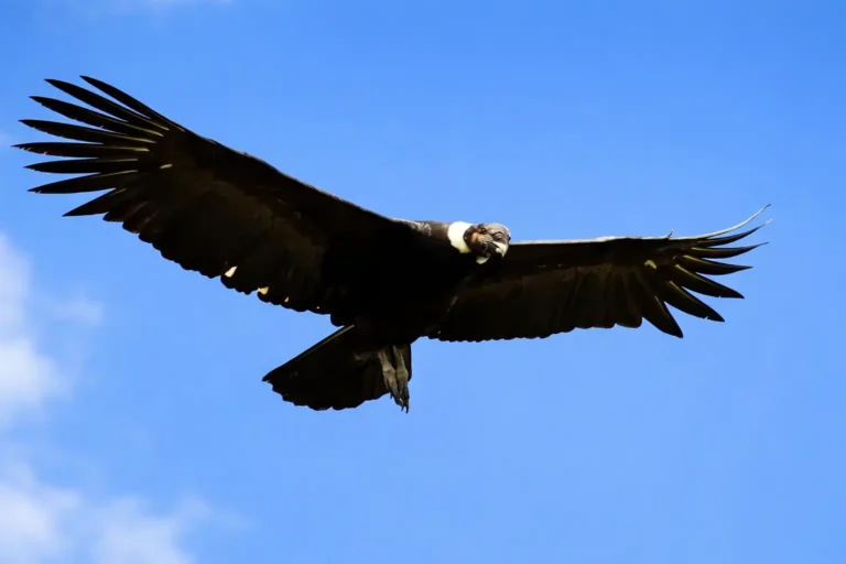 Condor of the Andes