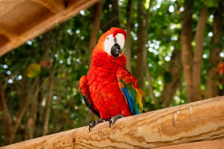 Guacamayo escarlata