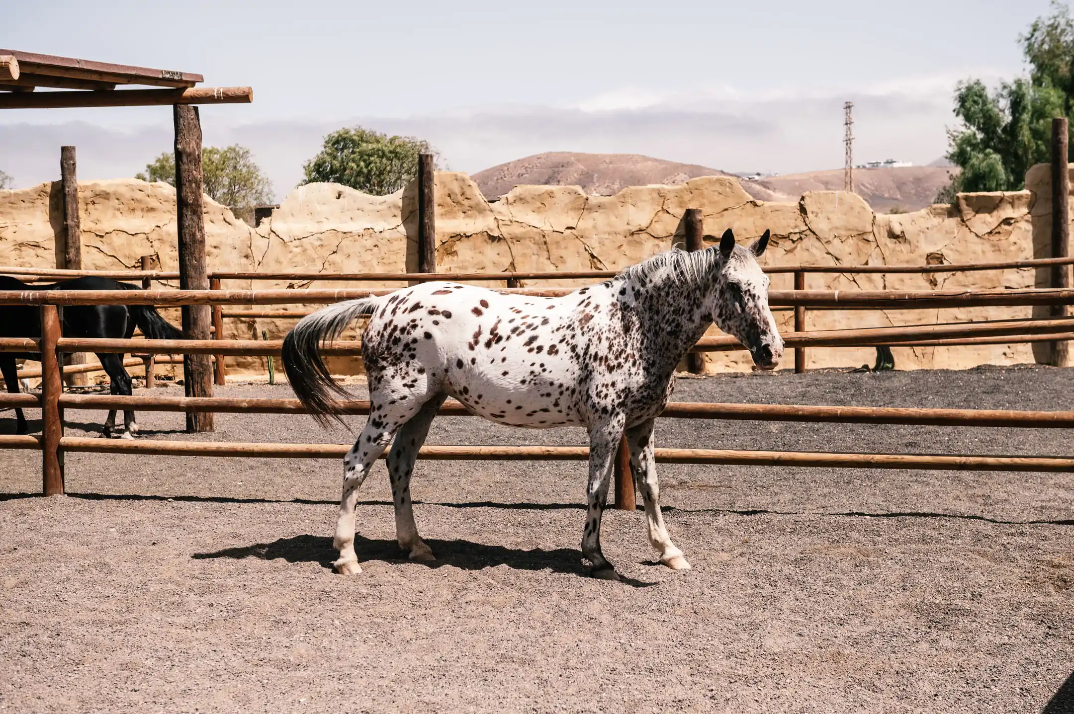 Caballo Appaloosa