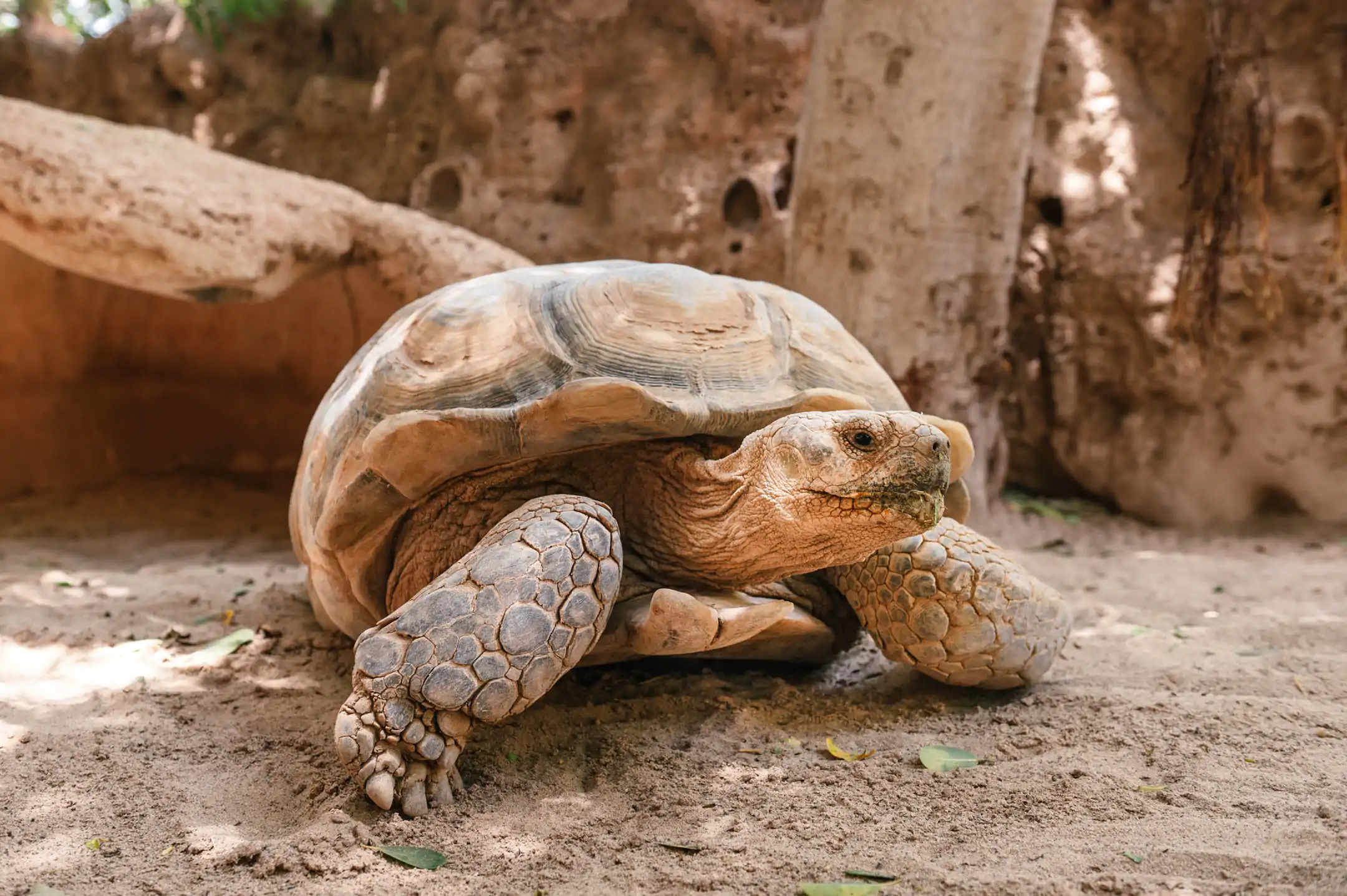 Tortuga de espolones