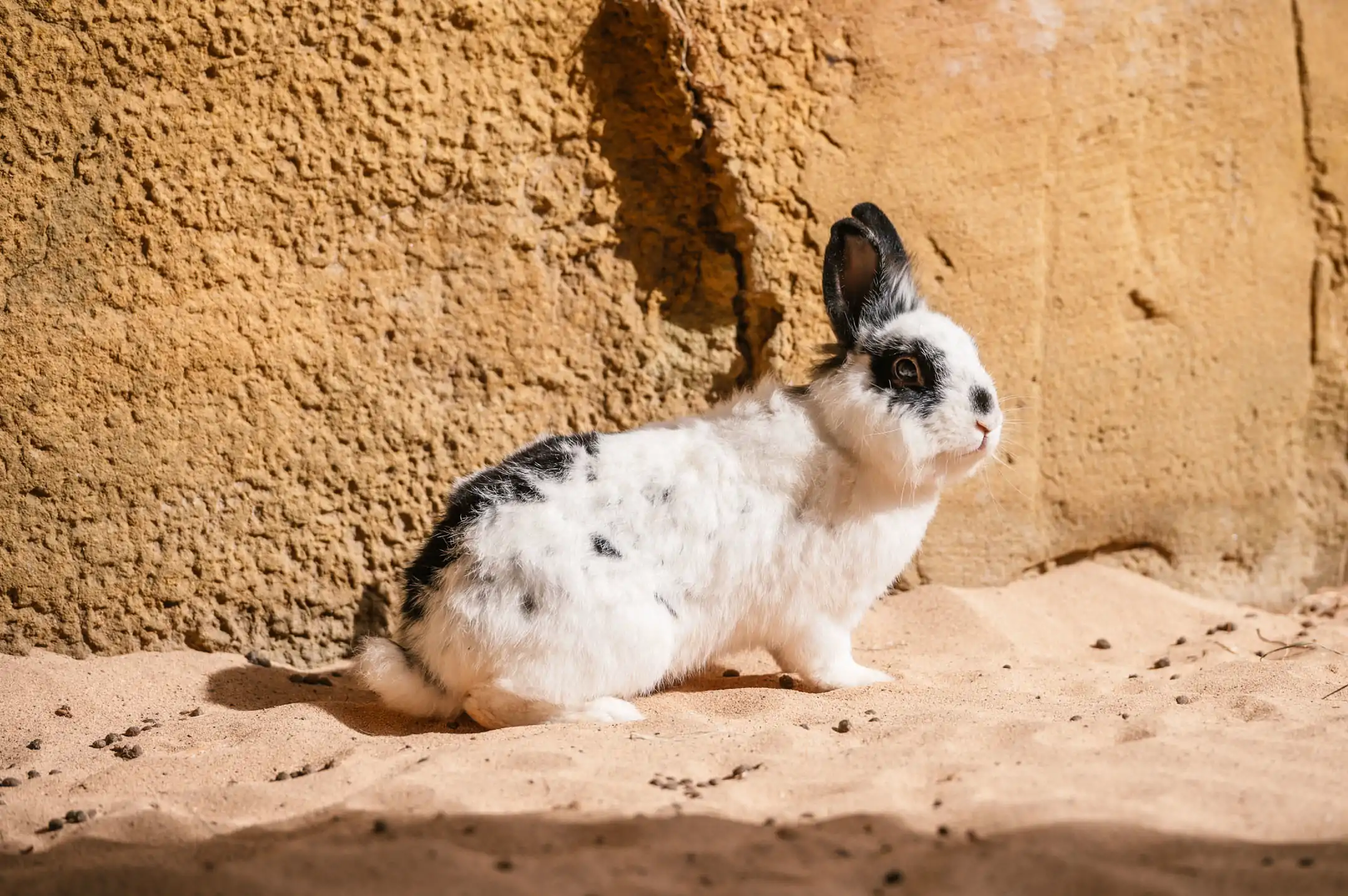 Conejo común