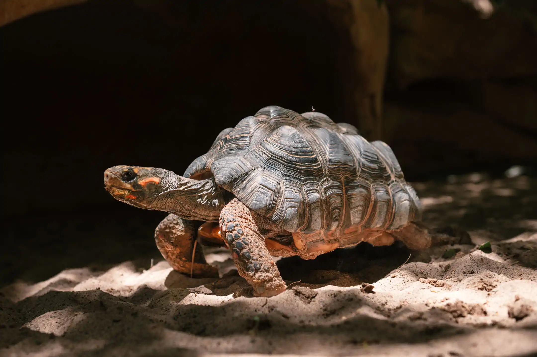 Tortuga de patas rojas