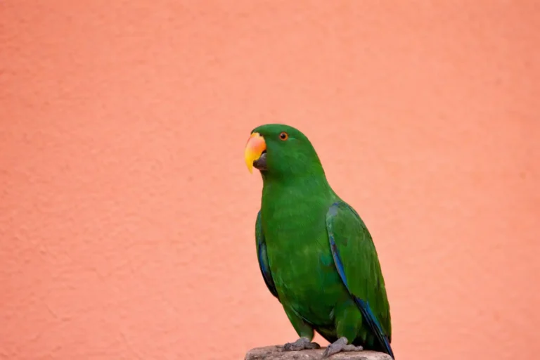 Loro Ecléctico