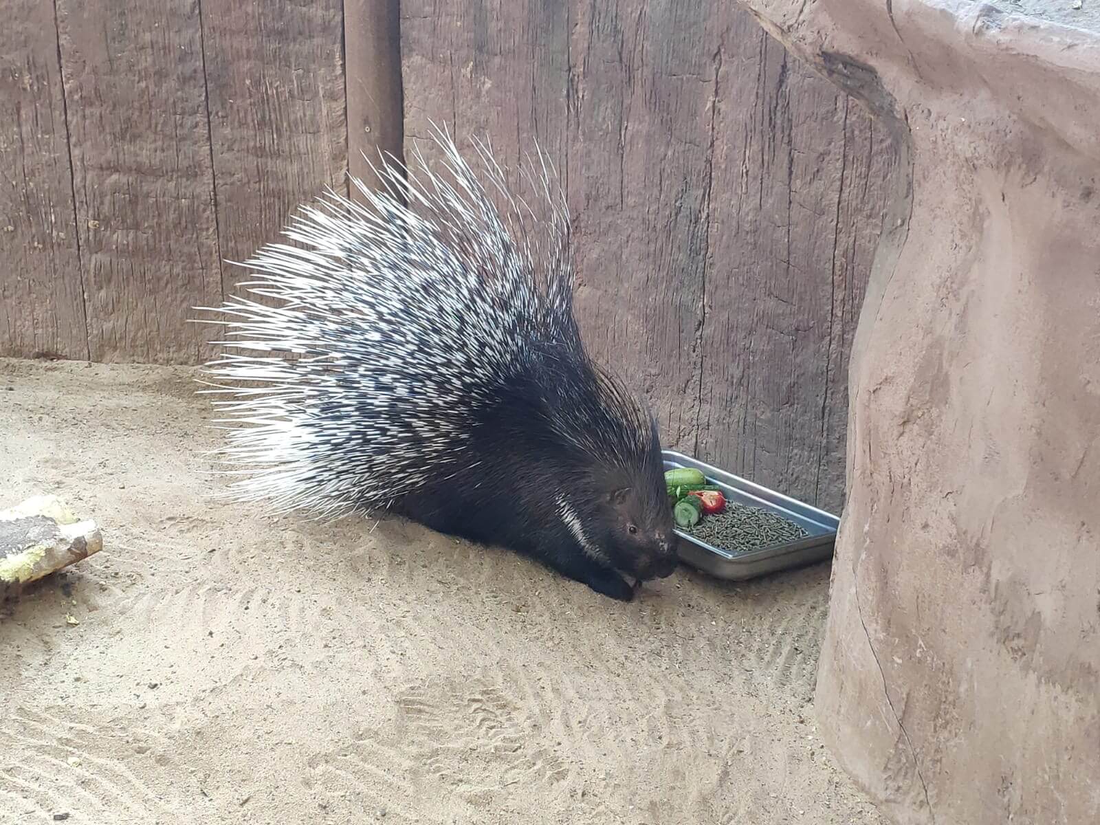 The crested porcupine