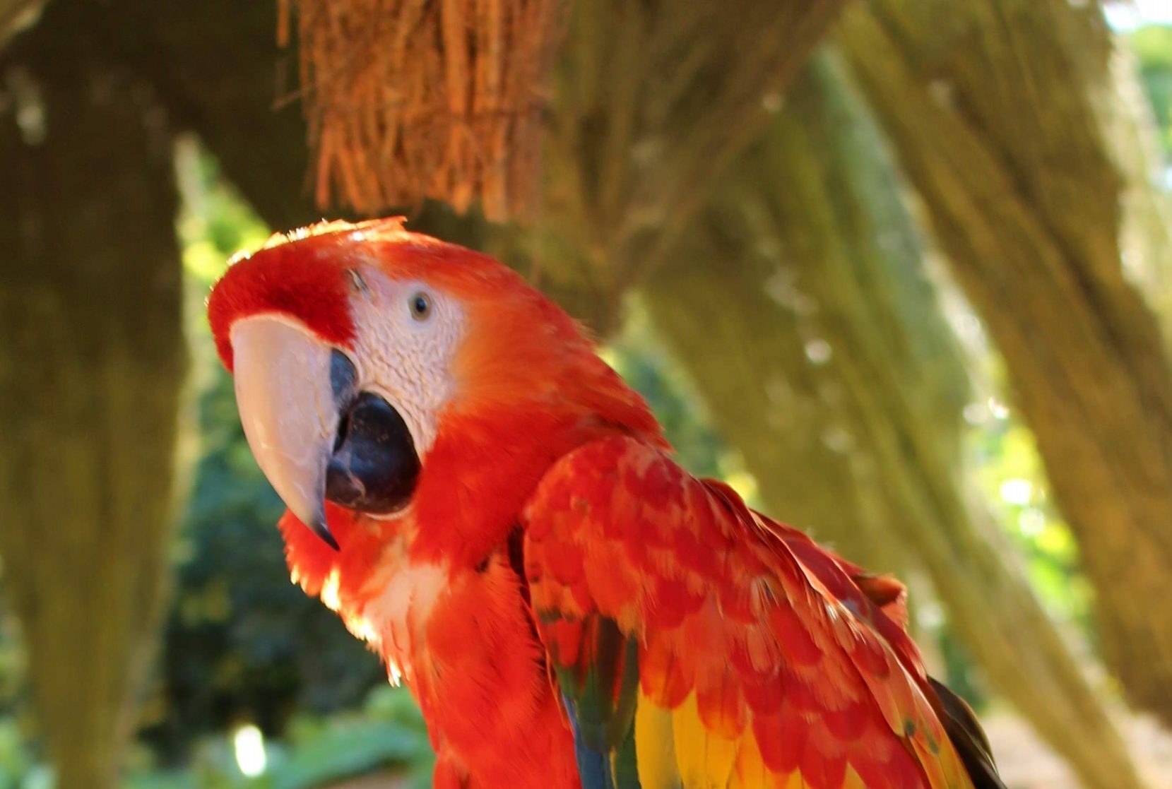 The scarlet macaw