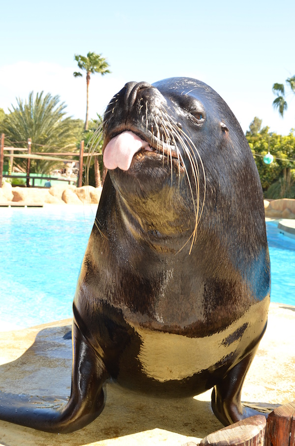 South American or Patagonian Sea Lion - Rancho Texas