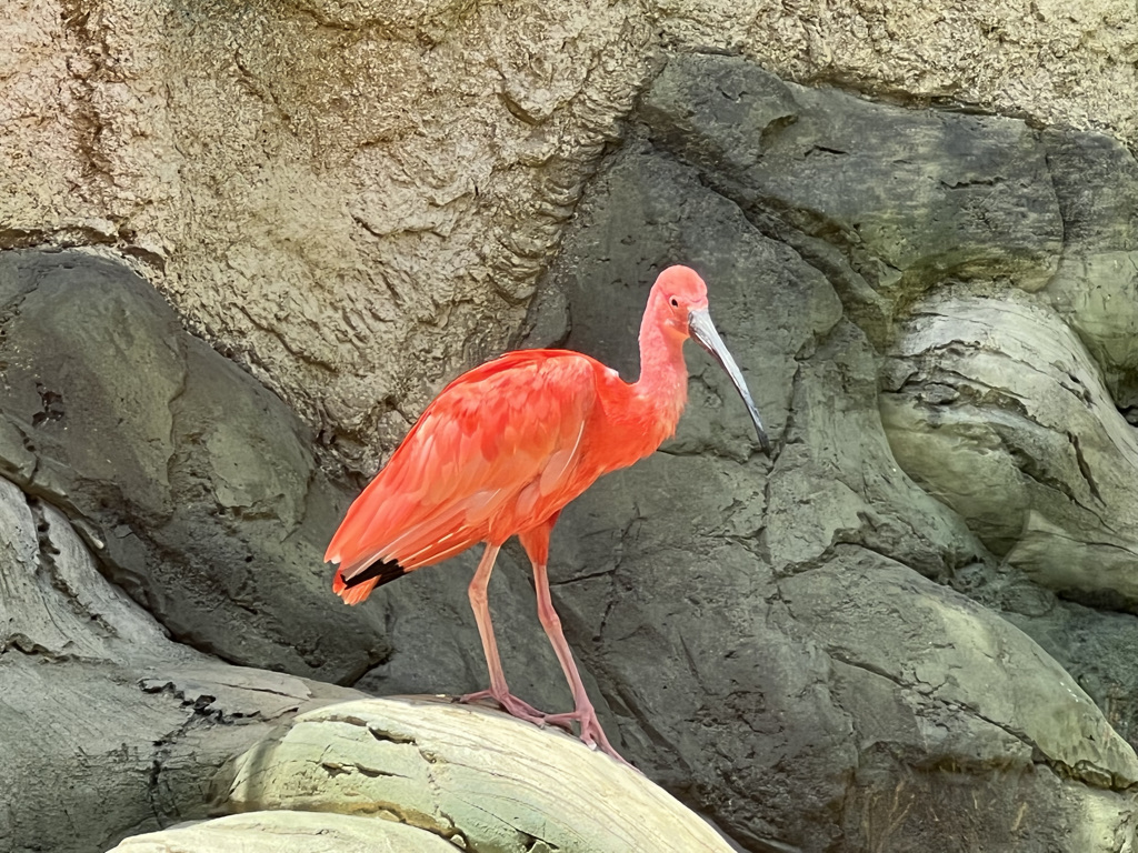 The scarlet ibis