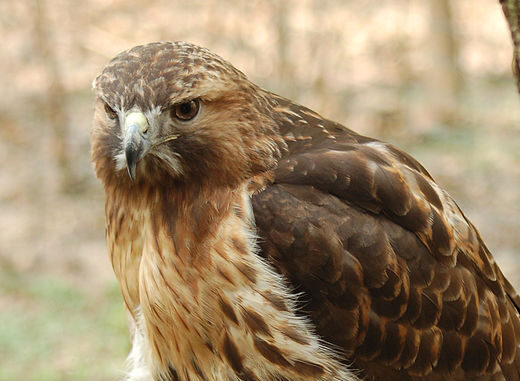 Red-tailed Hawk