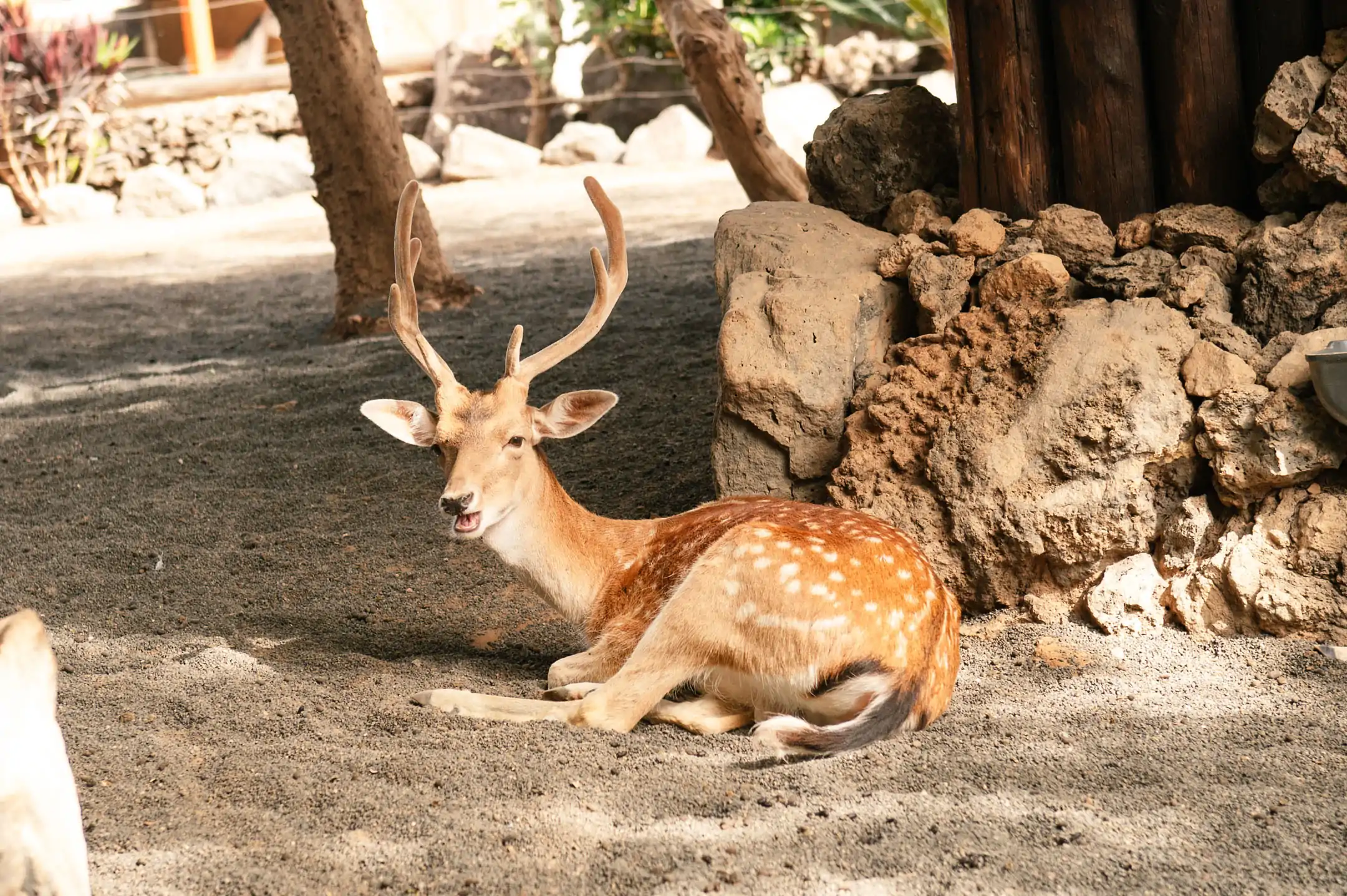 Fallow Deer