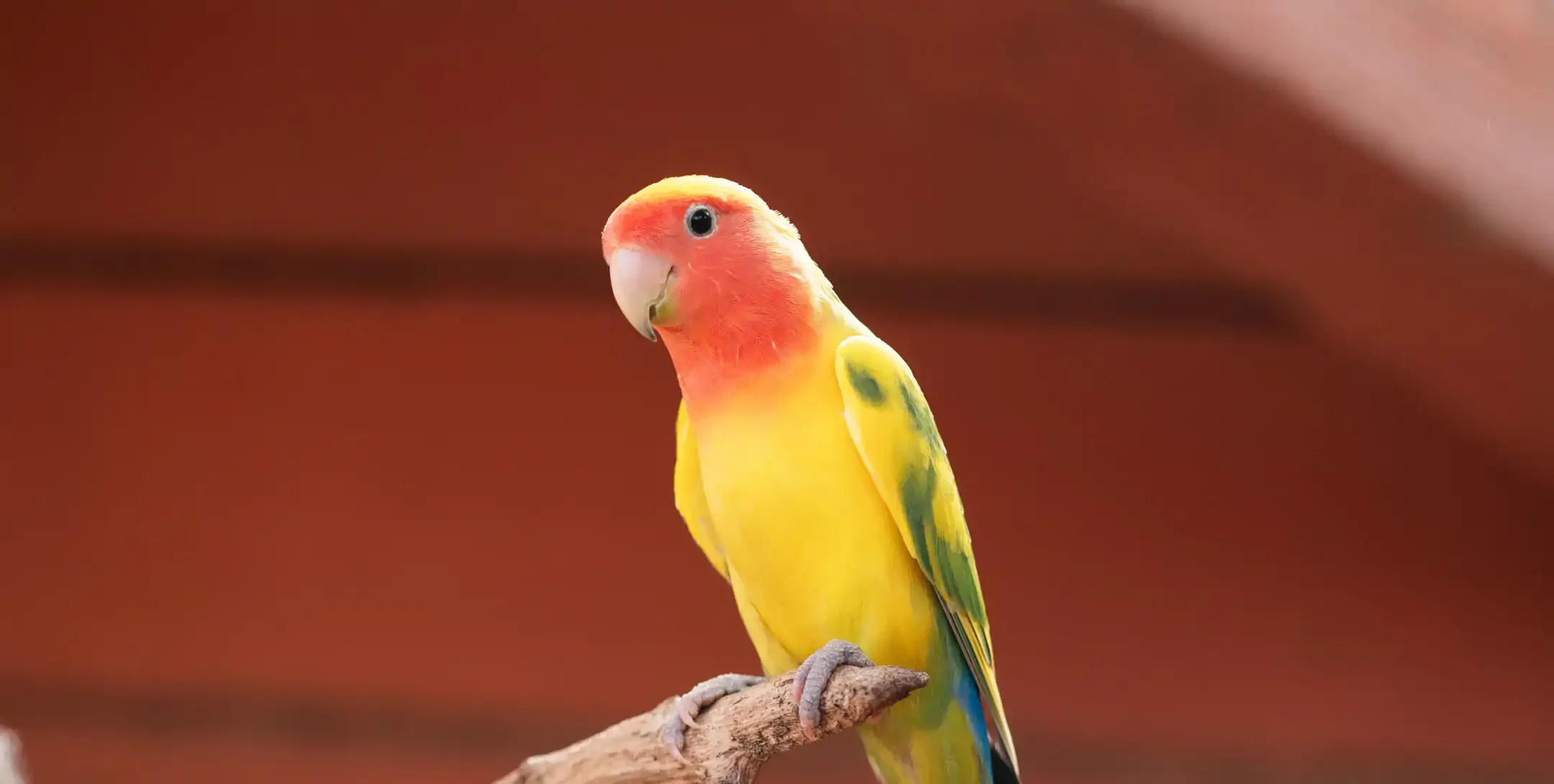 Lovebird