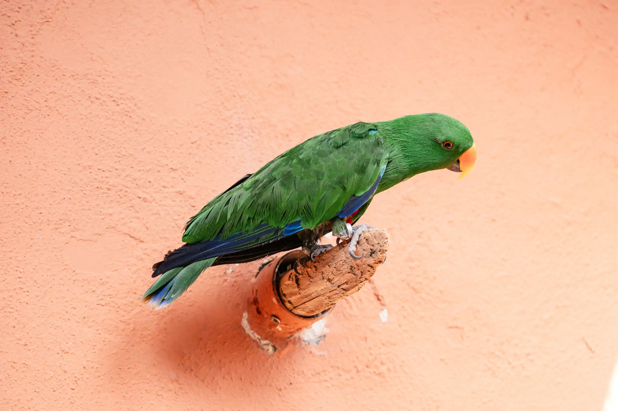 The Moluccan eclectus