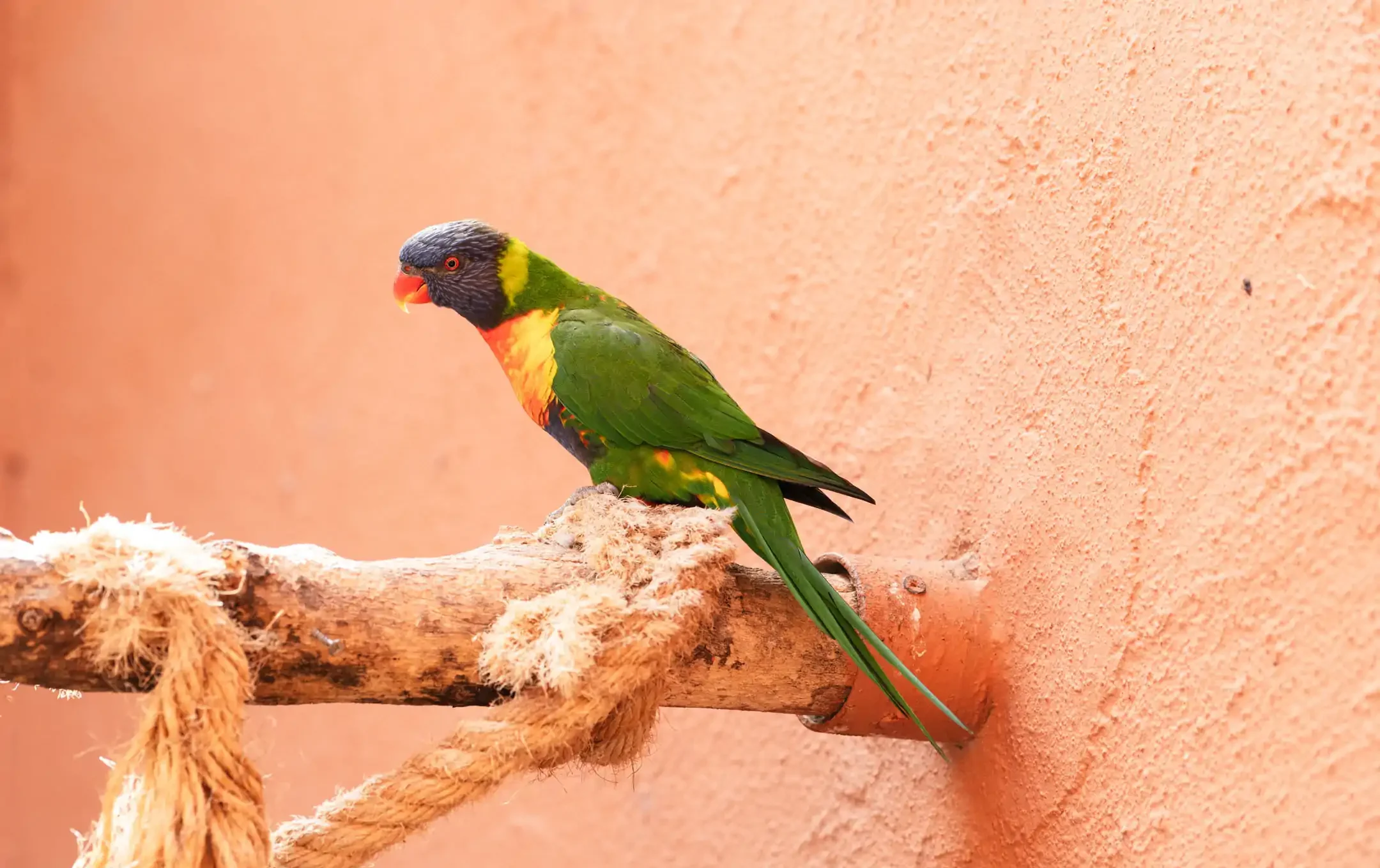 the coconut lorikeet