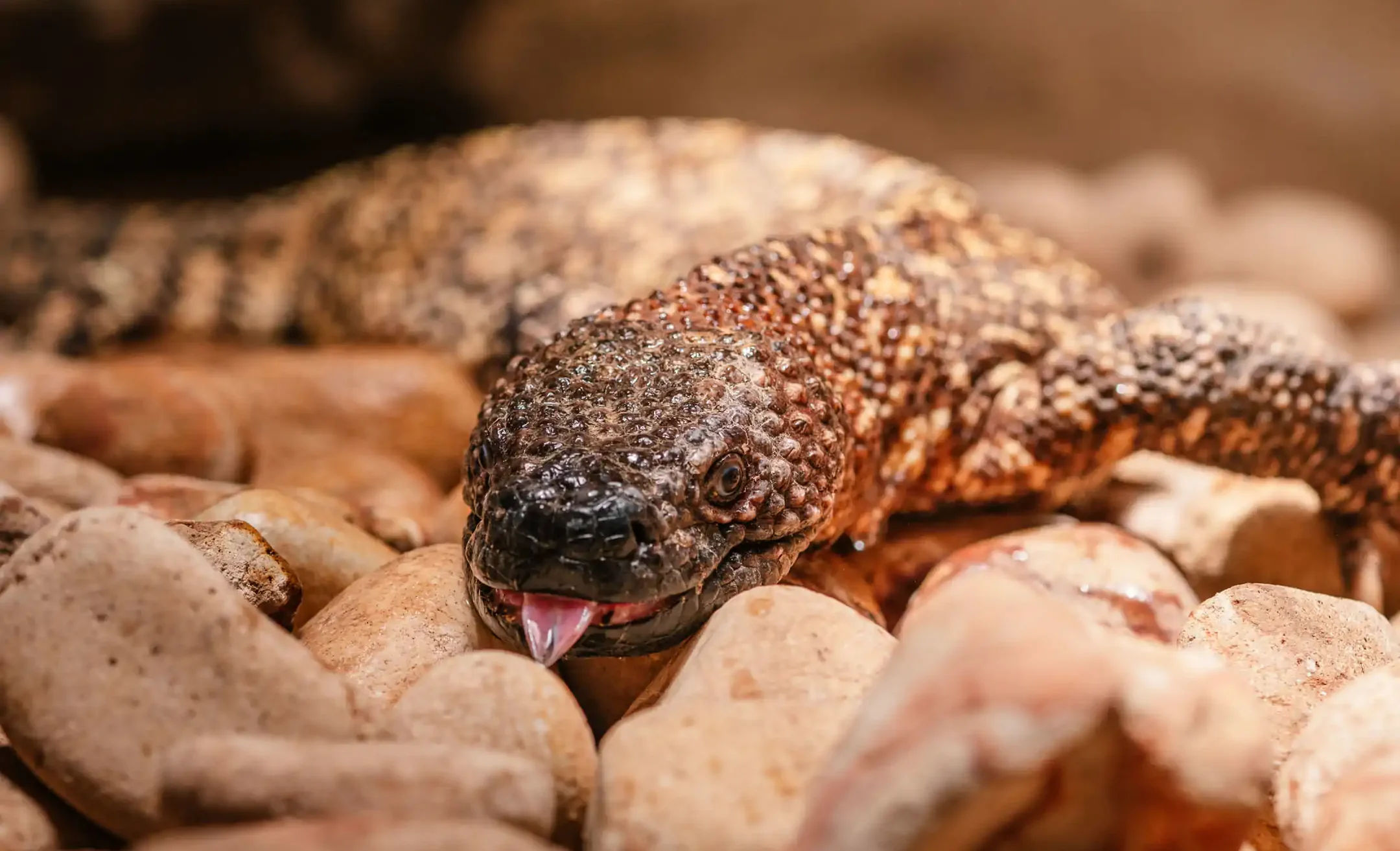 The Gila monster