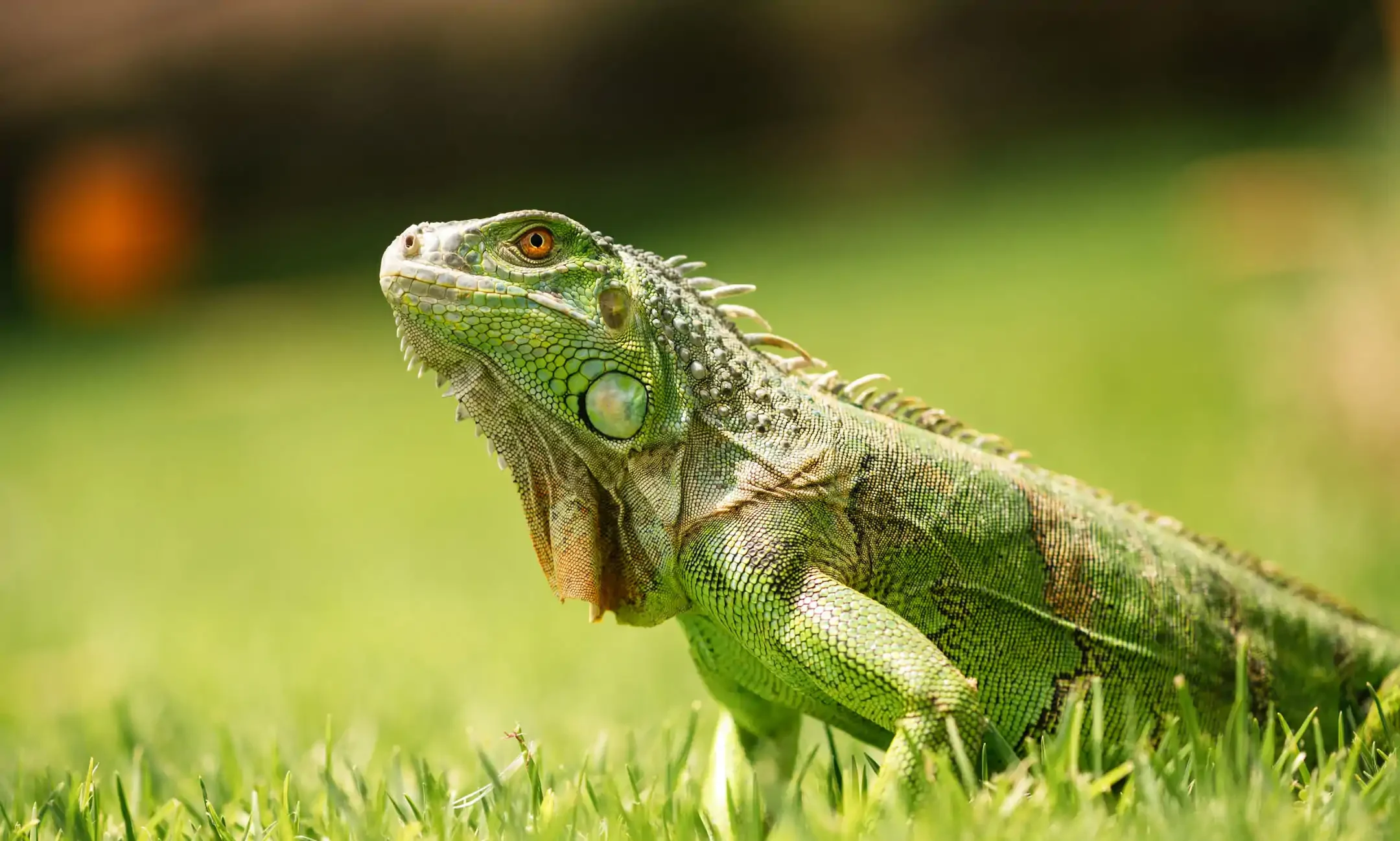 Green Iguana