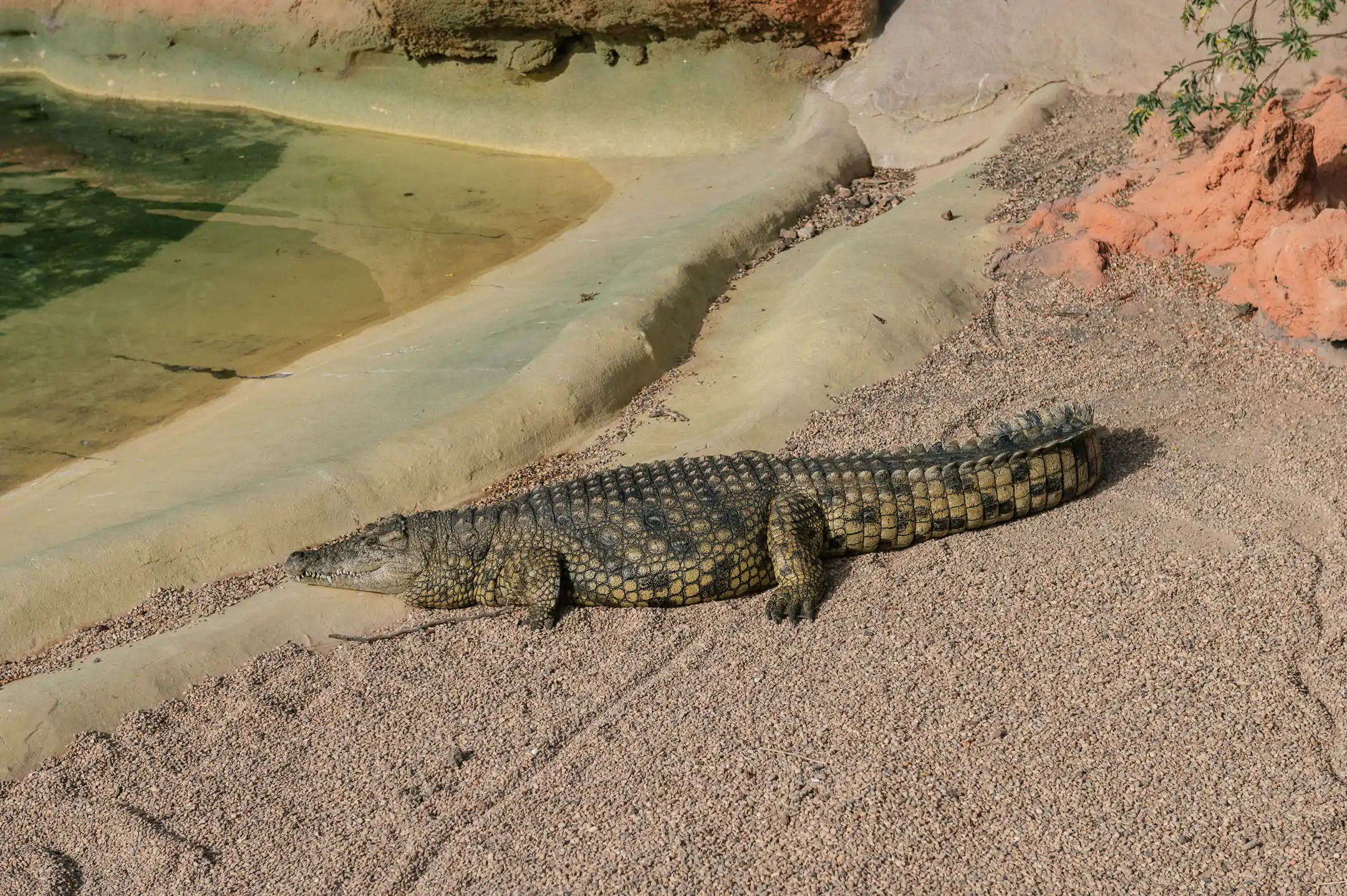 The Nile crocodile