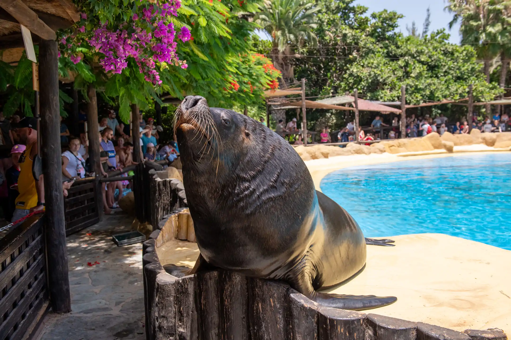 South American or Patagonian Sea Lion