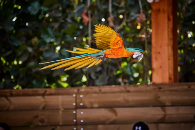 Red and green macaw