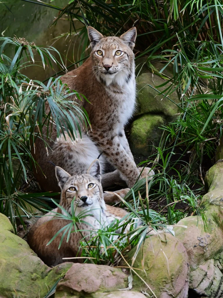 Eurasian lynx - Rancho Texas