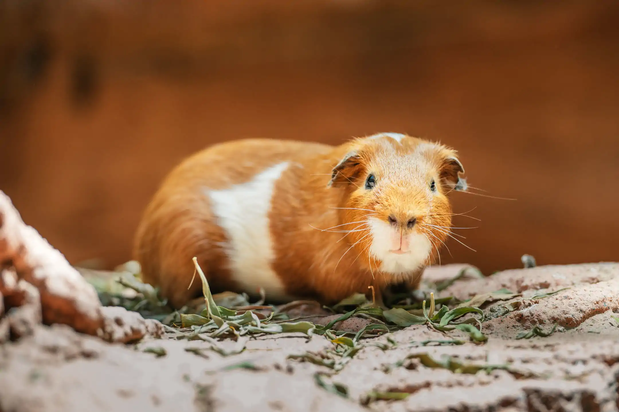 Guinea Pig