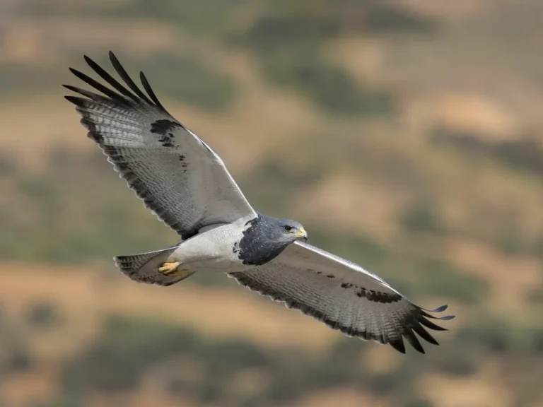 Águila Mora